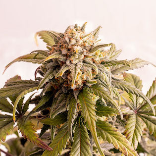 Kannabia Seeds - Speedy Boom (Speedy G) Auto