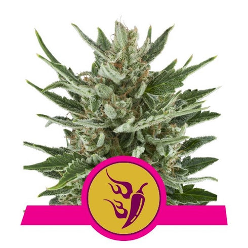 Royal Queen Seeds - Speedy Chile FAST VERSION