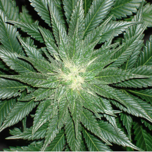 Mr Nice Seedbank - Spice