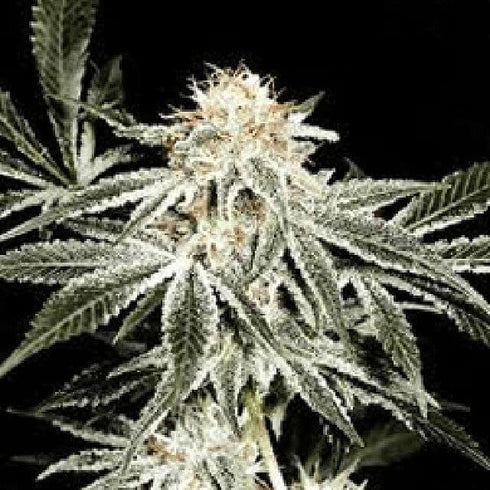Samsara Seeds - Spicy White Devil