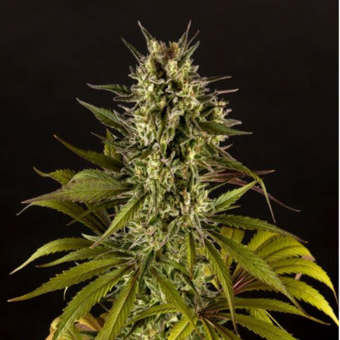 Philosopher Seeds - Spicy CBD