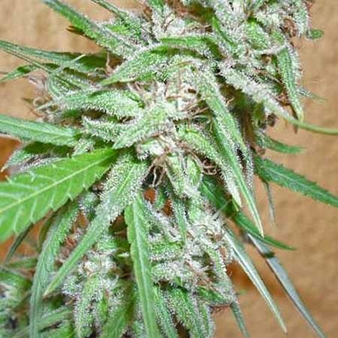 Dr Krippling Seeds - Spinning Buzz Kick Auto