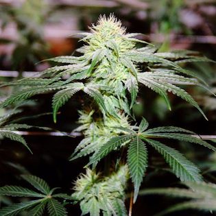 Elev8 Seeds - Strawberry Snow Cone