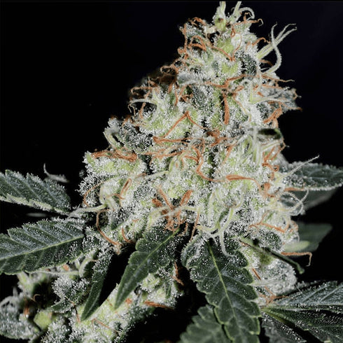 BSB Genetics - Stardawg