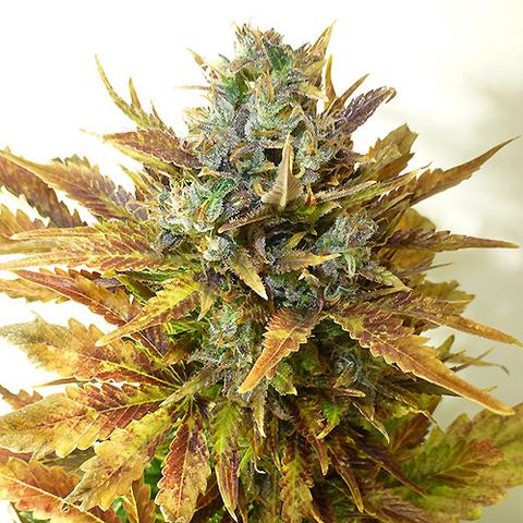 Professor Trichome Seeds - Stardawg
