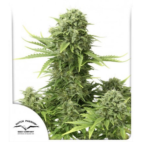 Dutch Passion - StarRyder Auto