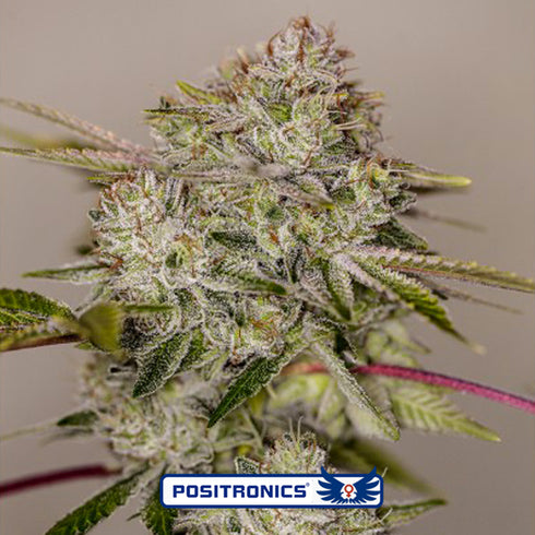 Positronic Seeds - Sticky Dream