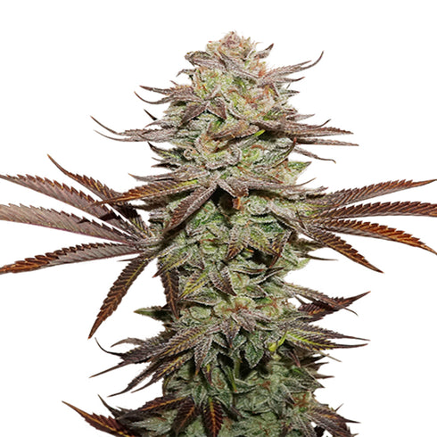 Seed Stockers Seeds - Superior Sticky Fingers Auto