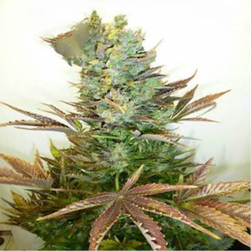 Flash Seeds - Stitch's Love Potion Autoflowering