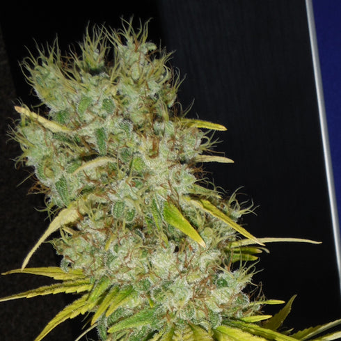 Mr Nice Seedbank - The Stones (Master Kush Skunk x Haze AC)