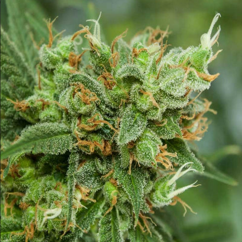 Subcool Seeds/TGA Genetics - Strawberry Daiquiri