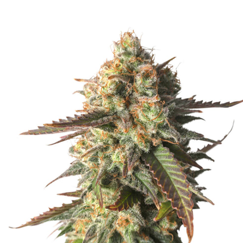 Super Sativa Seed Club - Strawberry Chemdawg OG