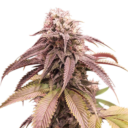 Super Sativa Seed Club - Strawberry Cookies