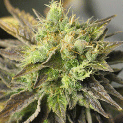 Sagarmatha Seeds - Strawberry D-Lite
