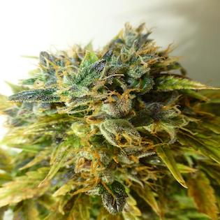 Flash Seeds - Strawberry Jam Auto