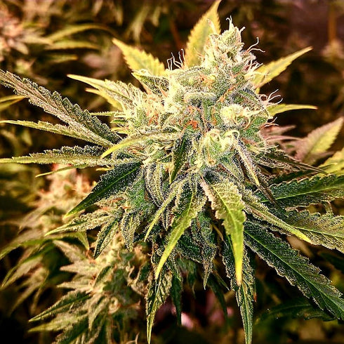 Holy Smoke Seeds - Strawberry Wedding Cake