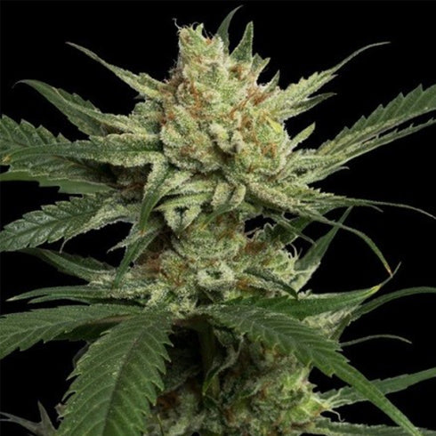 Professor Trichome Seeds - Strawberry Banana