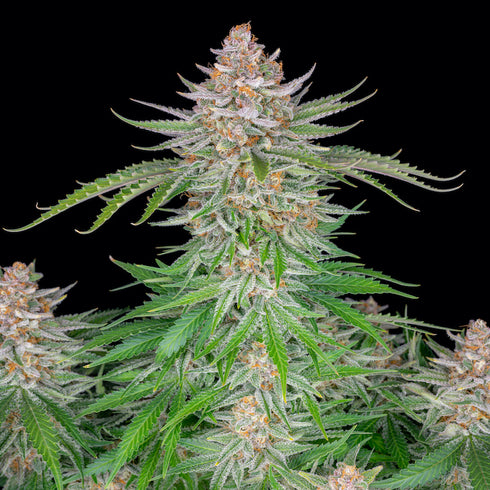 Professor Trichome Seeds - Gorilla Glue x Lemon Haze