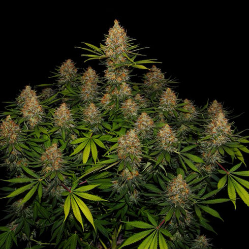 Serious Seeds - Strawberry AKeil