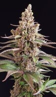 Sagarmatha Seeds - Stuporsonic
