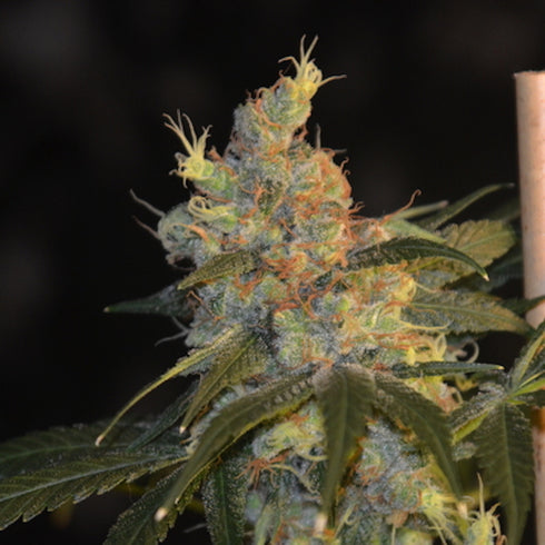 Norstar Genetics - Sugar Kiss