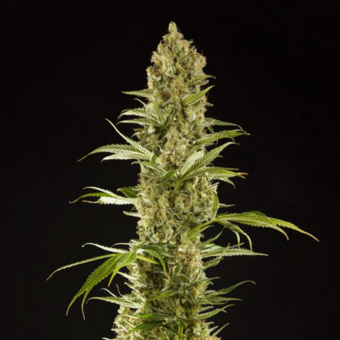 Philosopher Seeds - SugarPop