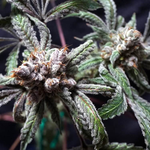 Divine Genetics - Sundae Driver S1