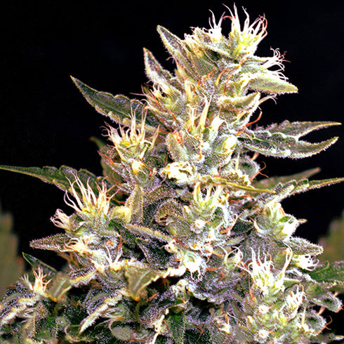 G13 Labs - Sunset Vibes Auto