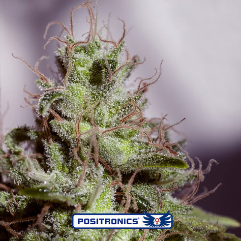 Positronic Seeds - Super Cheese Express