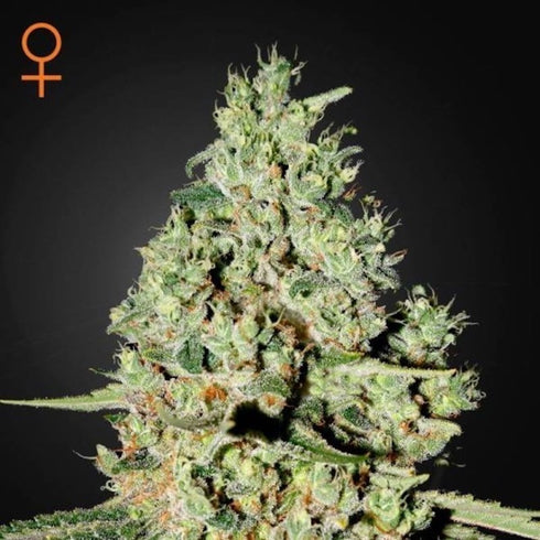 Greenhouse Seed Co. - Super Critical