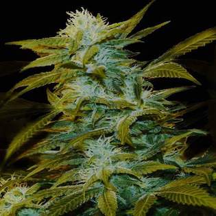 Genehtik Seeds - Super Silver Bilbo