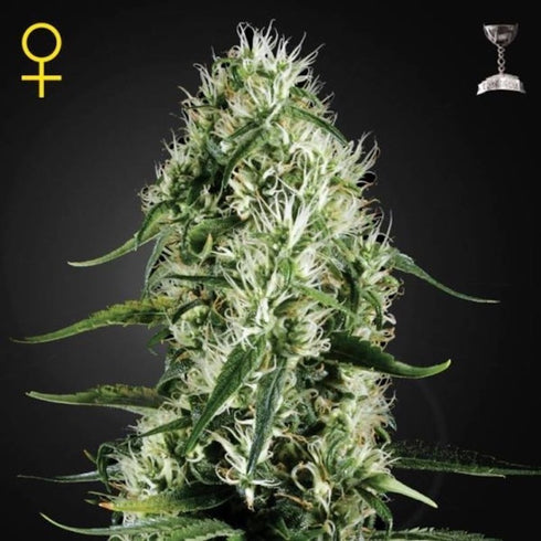 Greenhouse Seed Co. - Super Silver Haze