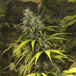 Elev8 Seeds - Super Silver Haze