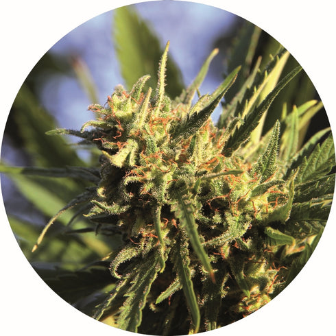 Top Tao Seeds - Super Auto Tao