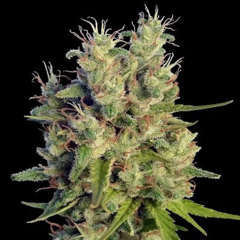 Ace Seeds - Super Malawi Haze