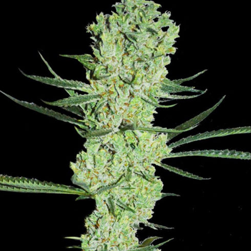 Super Strains - Amnesia