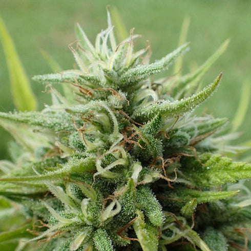 Super Strains - Cookies Krush