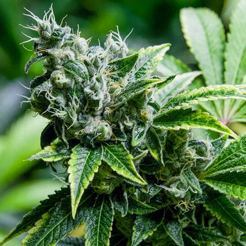 Super Strains - Eden CBD