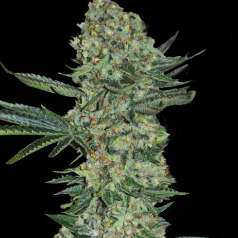 Super Strains - Enemy of the State