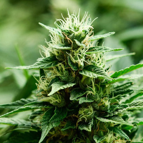 Super Strains - Mexican Candy