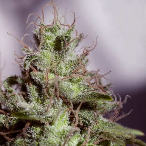 Positronic Seeds - Supercheese