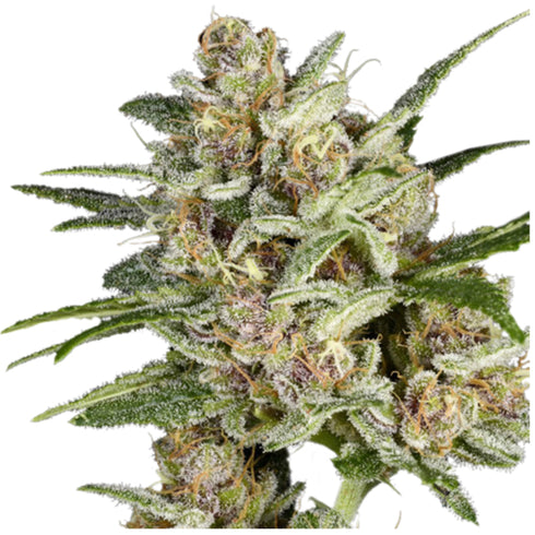 Super Sativa Seed Club - Super Mad Sky Floater