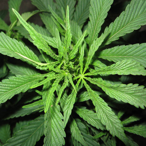 Mr Nice Seedbank - Super Silver Haze