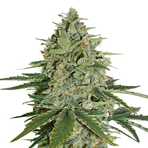 Seed Stockers Seeds - Super Skunk Auto