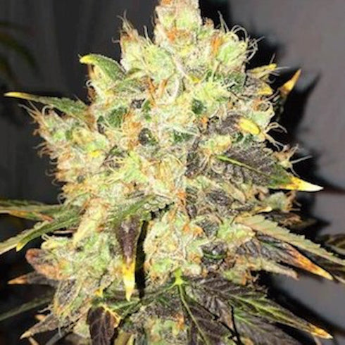 Nirvana Seeds - Supreme CBD Durban