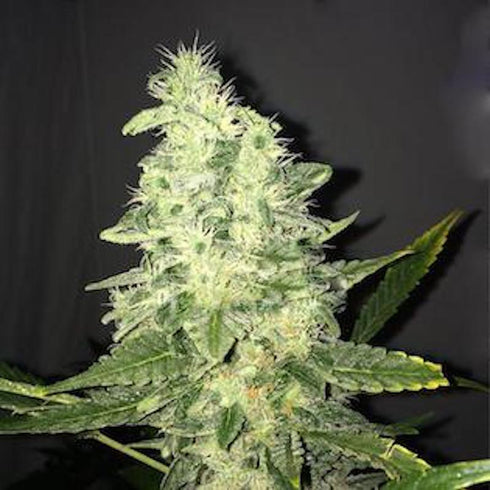Nirvana Seeds - Supreme CBD Kush