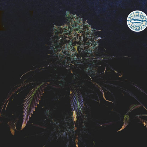 Pilchard's Caviar - Surf 'n' Turf