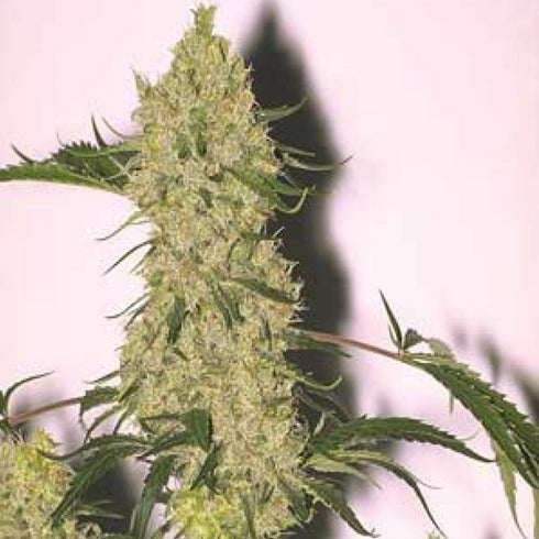 Flying Dutchmen - Swazi Safari