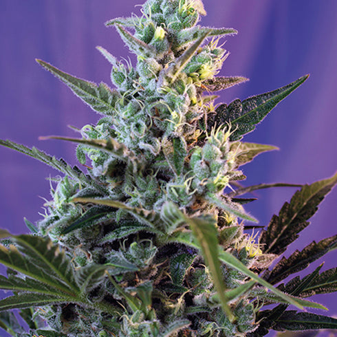 Sweet Seeds - Sweet Skunk Auto