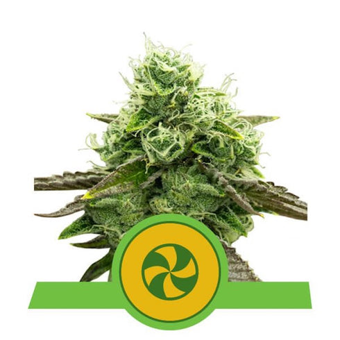 Royal Queen Seeds - Sweet ZZ (Sweet Zkittlez)